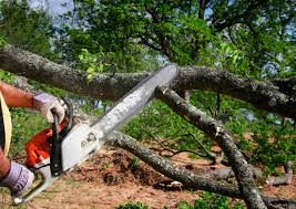 How Our Tree Care Process Works  in Oriole Beach, FL